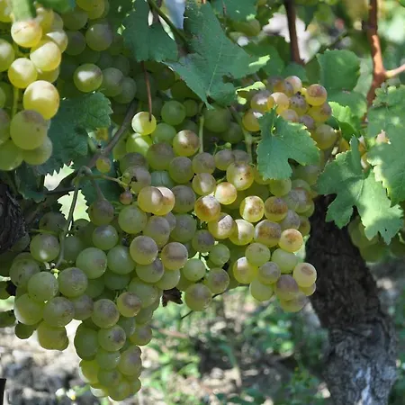 Clos Des Caillettes * Bex